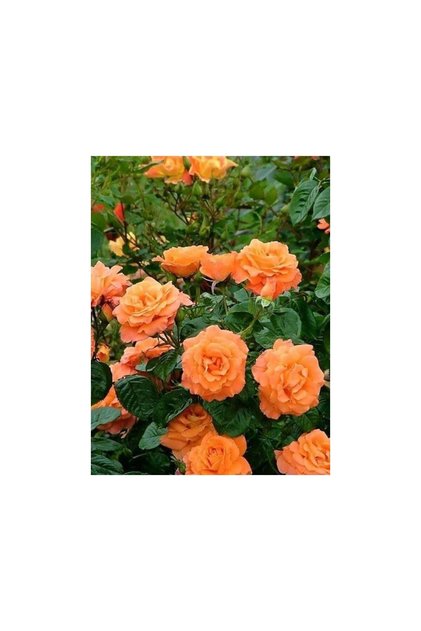Somon Kayısı Yediveren Sarmaşık Gül Fidanı 10-20 cm