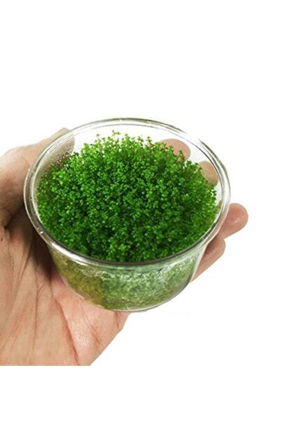 Hemianthus Callitrichoides 'Cuba' In Vitro Cup Canlı Bitki