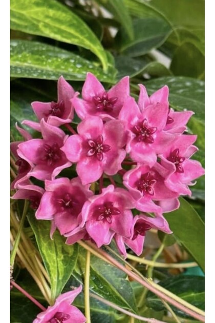 Hoya Dennisii Variegata Mum Çiçeği