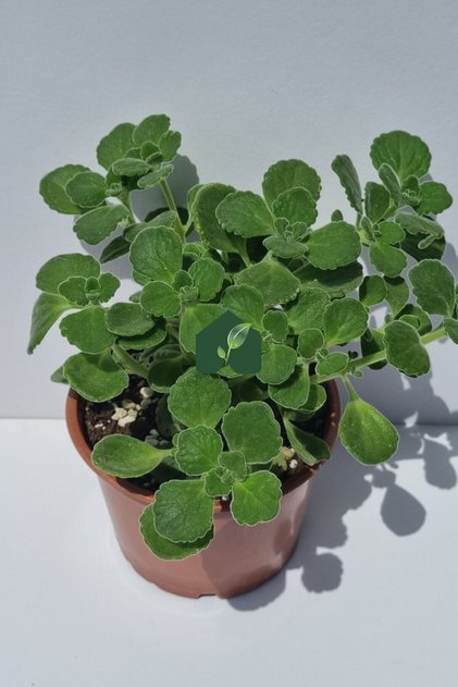 Küba Kekiği (Plectranthus amboinicus (Lour.) Spreng)