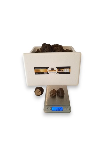 Taze Siyah Trüf Mantarı 20 Gr – 2. Boy (10-15 Gr)