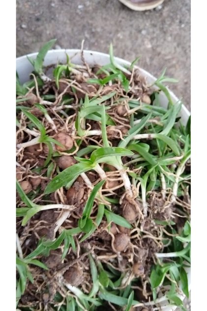 🌱 Serapias Salep Fidesi | 100 Adet | Yüksek Verimli Salep Fidanı ve Salep Yumrusu