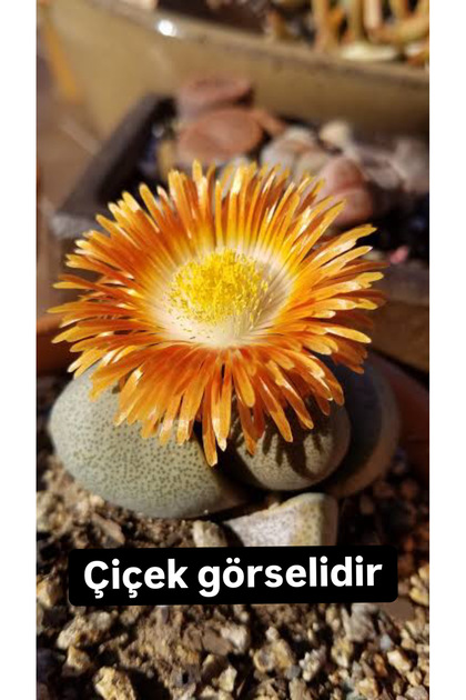 SukuLand Lithops Pleiospilos Nelii koleksiyonluk zel tr ta kakts 5,5cm  saksda - Fiyat, Yorumlar