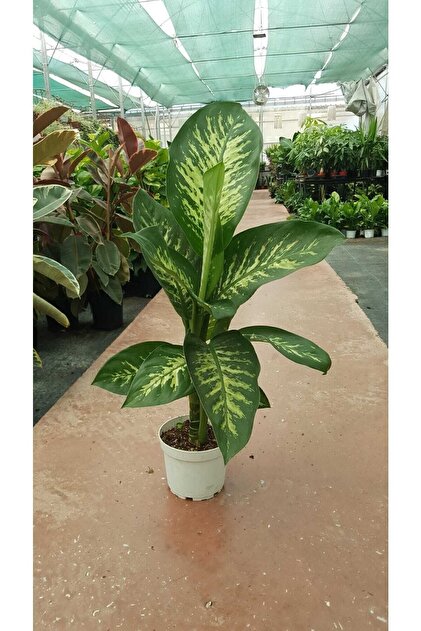 Bitkim Sende Difenbahya - Dieffenbachia Tropic Snow 60-70cm
