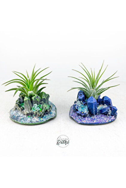 Gurme Bitki Tillandsia - Wallisia Cyanea (L) - Köksüz Hava Bitkisi
