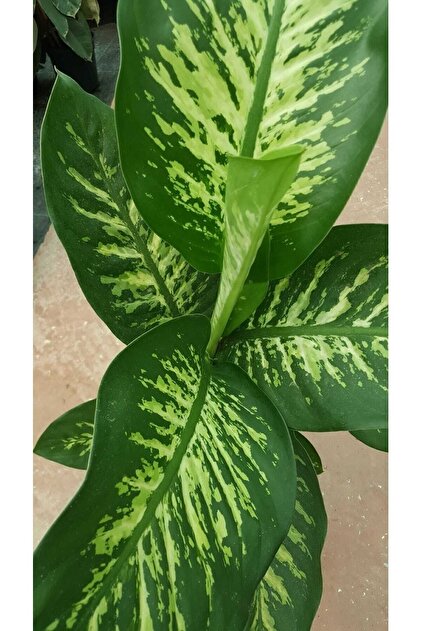 Bitkim Sende Difenbahya - Dieffenbachia Tropic Snow 60-70cm