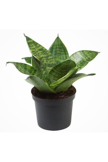Paşa Kılıcı Canlı Çiçek Hava Temizleyici SAlon Bİtkisi Sansevieria Zeylanica Peygamber Kılıcı