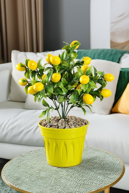 Sarı Saksıda Mini Limon Ağacı 30 cm