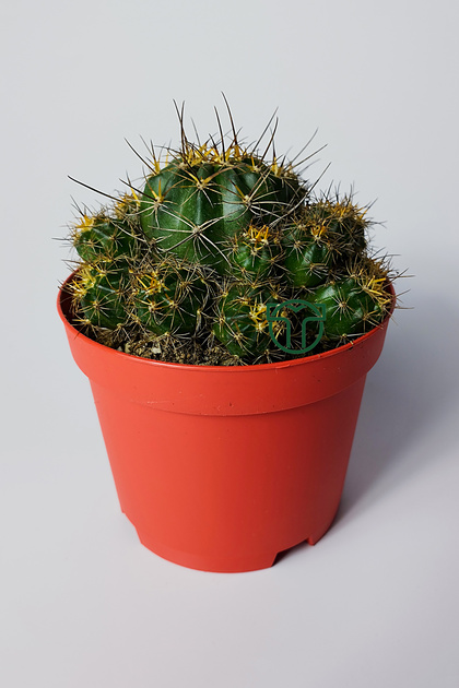 Çok yavrulu kaktüs Lobivia Maximiliana 8.5 cm kırmızı saksıda