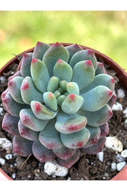 SukuLand Echeveria Blue Apple ithal koleksiyonluk özel tür