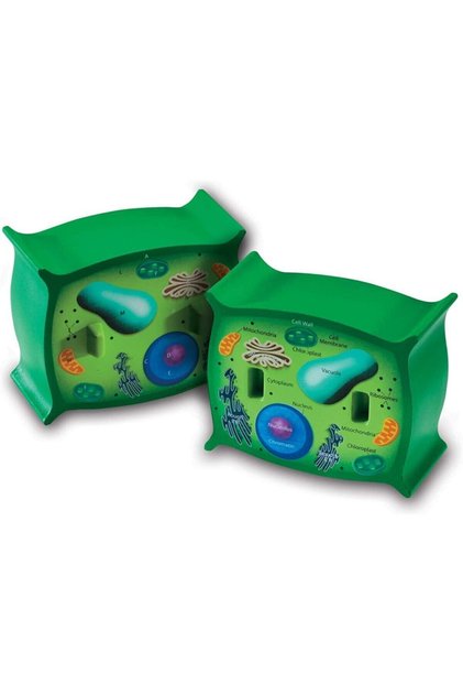 Sekcionálny model rastlinnej bunky (mäkká pena)