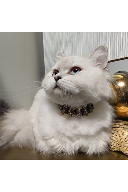 Love Ladder Black Necklace / Jewelry for Cat and Dog