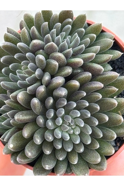 SukuLand Sinocrassula Yunnanensis (çin yeşimi) sukulent 5.5cm