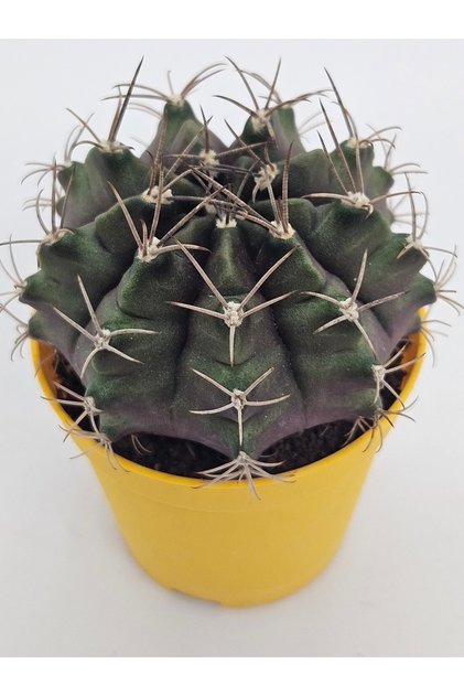 Gymnocalycium Mihanovichii Kaktüs 5,5cm