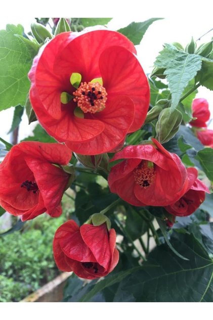 Japon Gülü (CHİNESE ROSE / HİBİSCUS) 70 - 120 Cm Tüplü