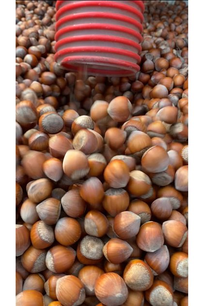 10 Kg Fındık, Özel Hasat, Üreticiden, Yeni Mahsul, Yağlı Cinsi, Çerez Tadında.