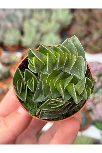 SukuLand Aeonium Zwarfkop ithal koleksiyonluk özel tür sukulent 5