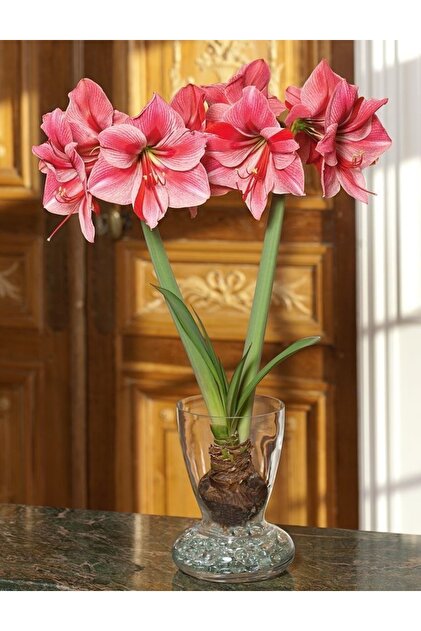 Amarlis (AMARYLİS) Çiçek Soğanı Pembe 1 Adet Açmaya Hazır (LOTUS TOHUMU HEDİYELİ)