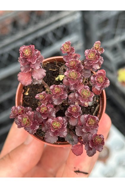 Phedimus Spurius Voodoo Sarkan tür sukulent 5,5cm saksıda