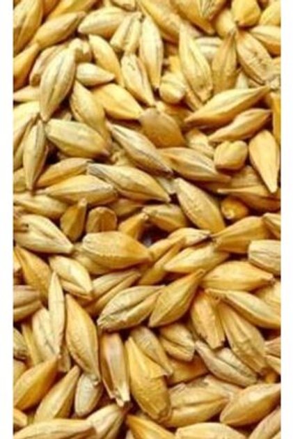 Arpa 5 Kg Arpa Kuş Yemi Tavuk Yemi Kanatlı Yemi Tavşan Yemi Doğal Yemlik Arpa