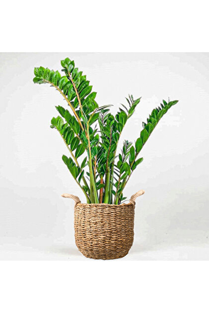 caramel marble variegata Philodendron Caramel Marble Variegata – Rare Tropical Plant – Green and  White Plants main image 1