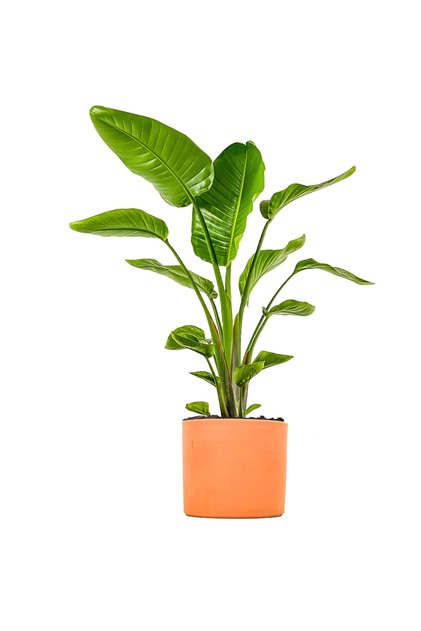 Starliçe - Ruby Terra Cotta Saksılı