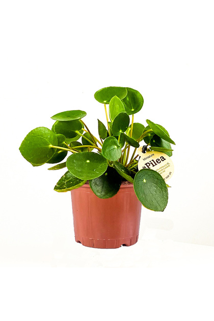 Baby Pilea Peperomioides - Mini Çin Para Bitkisi