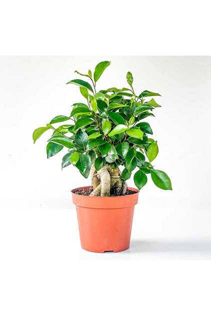 Genieve Figgis by Alison Gingeras 絶版 Fidanburada Mini Ficus Ginseng Bonsai Mint Yeşili Ruby Saksılı