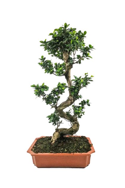 Ficus S Bonsai 120-140 Cm
