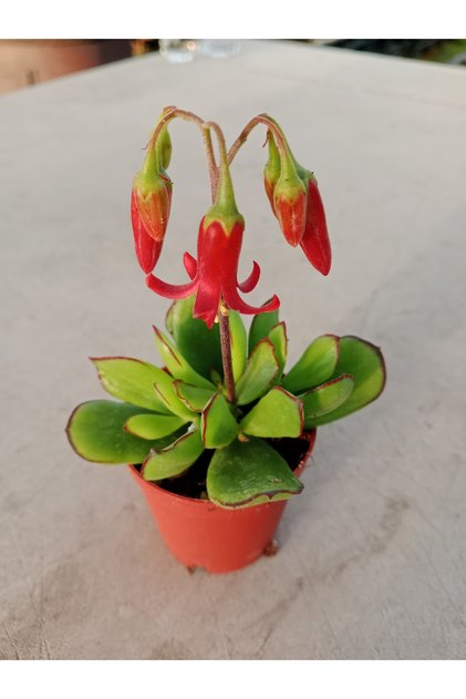 Cotyledon Elisae 5.5 Cm saksı da Kırmızı çiçekli Sukulent