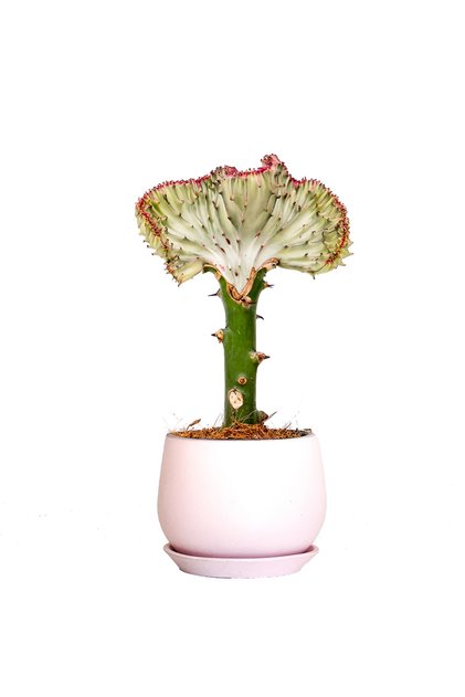 Aşılı Kaktüs (EUPHORBİA LACTEA CRİSTATA) Curvy Pembe Saksılı