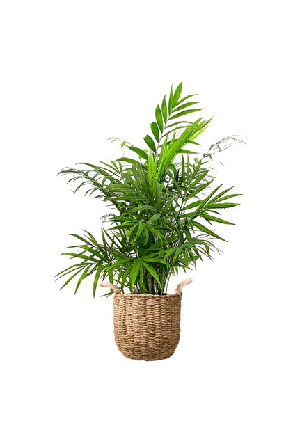 Dağ Palmiyesi (CHAMAEDOREA ELEGANS) Basic Hasır Saksılı