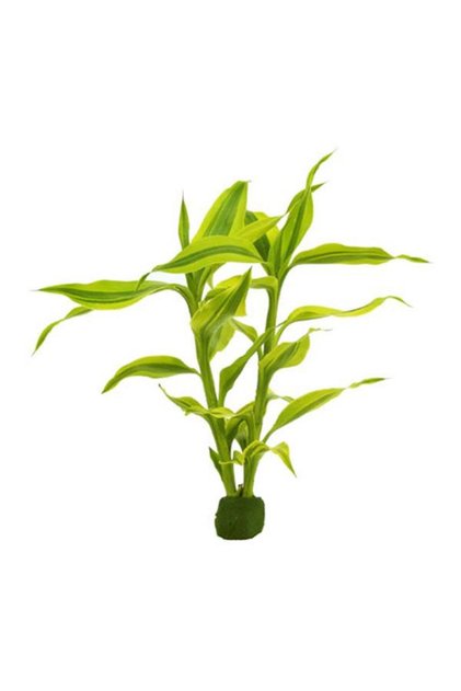 Dracaena Sanderiana Gold Saksı Canlı Bitki