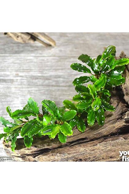 İthâl Bitki Bucephalandra Green Wavy In Vitro Canlı Bitki - Fiyatı