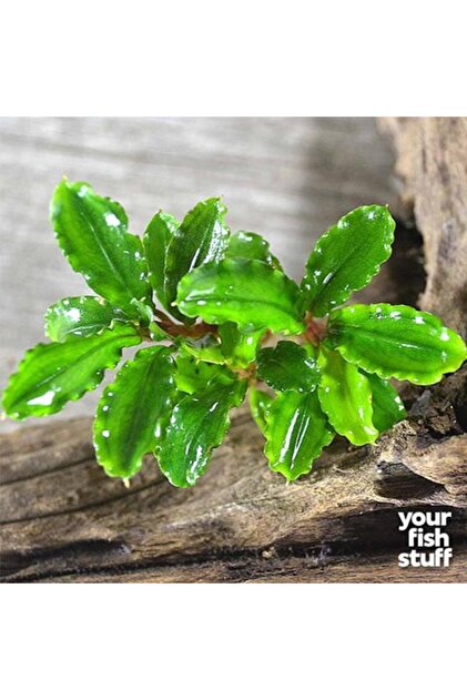 İthâl Bitki Bucephalandra Green Wavy In Vitro Canlı Bitki - Fiyatı