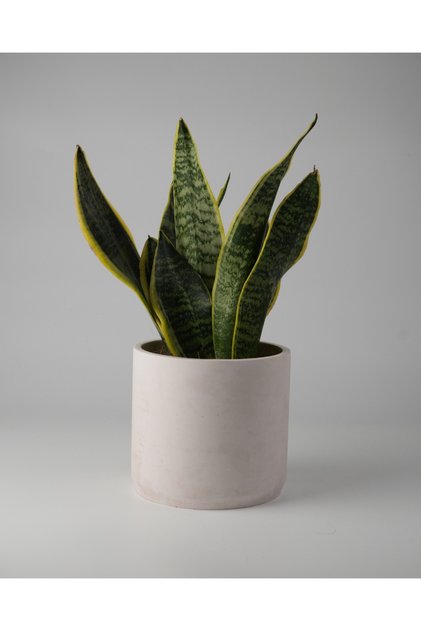 Dekoratif Beton Saksı - Orta Boy Silindir - 13x15CM - 2 Litre