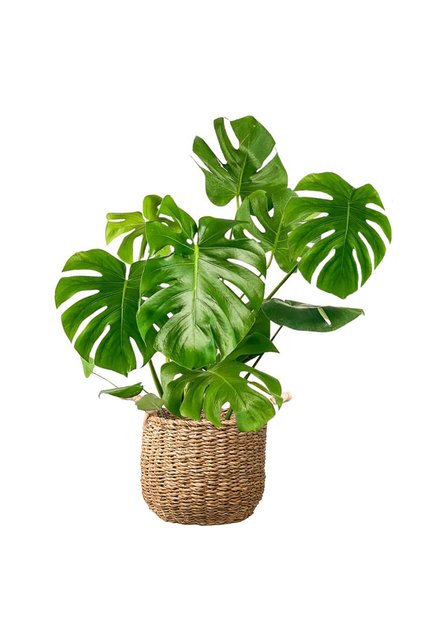 Deve Tabanı Large (Monstera Deliciosa) Basic Hasır Saksılı