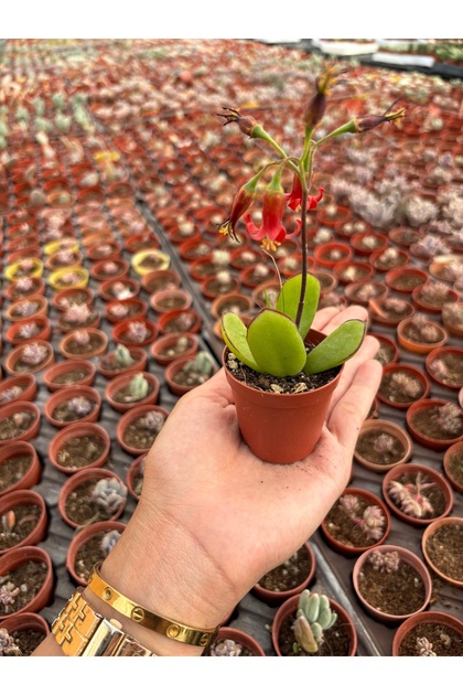 Cotyledon Elisae Red Sukulent 5,5 cm saksı