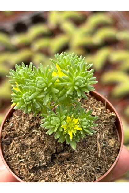 SukuLand Sedum multiceps koleksiyonluk özel tür sukulent 5,5cm