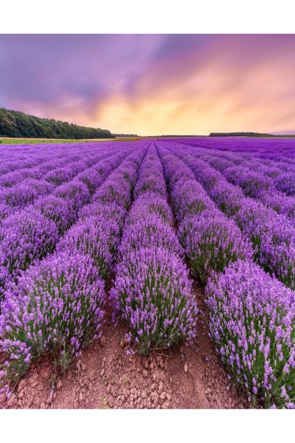 Fototapet de perete autoadeziv si lavabil Flori27, 150 x 205 cm