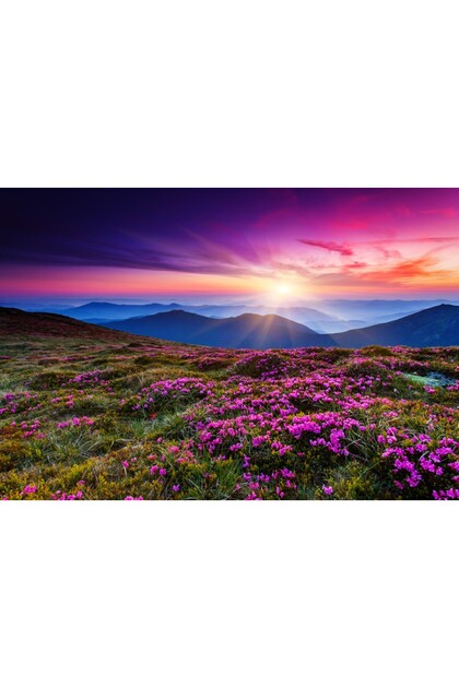 Fototapet Flori roz, rododendron, peisaj, 350 x 200 cm