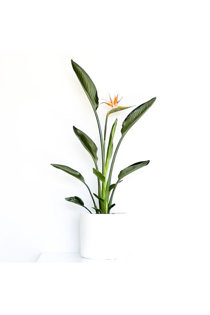 Starliçe Reginae - Cennet Kuşu (strelitzia Reginae) - Beyaz Ruby Saksılı