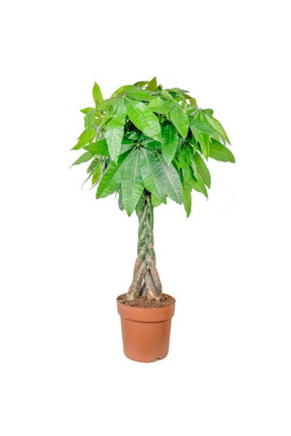 Örgülü Para Ağacı Large (PACHİRA AQUATİCA)
