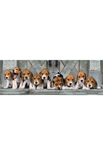 Puzzle panoramic - Beagles, 1000 piese