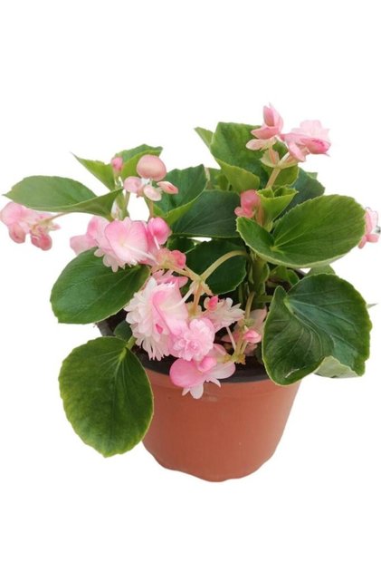 Begonya Çiçeği 10-20 Cm Pembe Renk