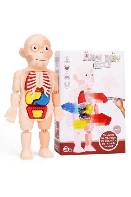 Jucarie Educativa, Corpul Uman, 17 Piese, 23 Cm, Invatare prin Joaca