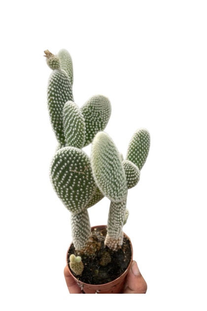 monstera monkey leaf standort Monstera Monkey Leaf mit Moosstab Ø:27 H:160 cm main image 0