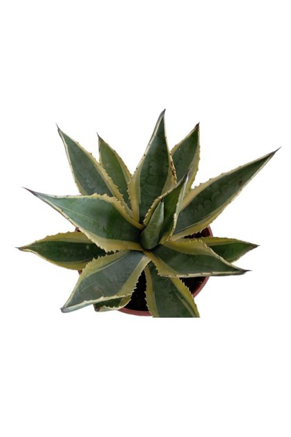 AGAVE AMERİCANO BİTKİSİ