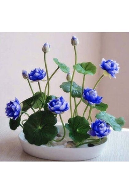 5 Adet Tohum Nadir Bulunan Kutsal Kase Mavi Lotus Çiçeği Tohumu Hediye Tohumlu