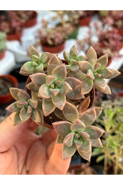 SukuLand Graptoveria Vera Higgins özel tür sukulent 5,5cm saksıda
